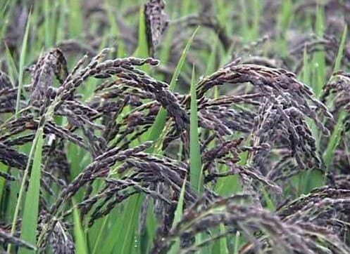 Kalanamak rice – aromatic, short-grain GI-tagged rice with historical and nutritional value, sourced by Amalfarm