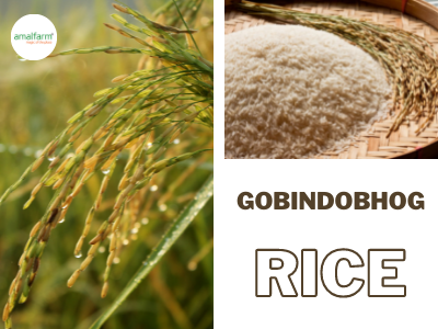 Blog Gobindobhog – highlighting the heritage, aroma, and culinary value of GI-tagged Gobindobhog rice from Amalfarm