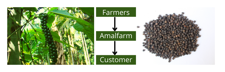 Amalfarm Black Pepper – bold, aromatic black peppercorns sourced from natural farms and hygienically packed