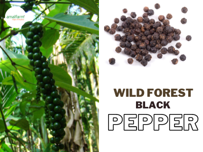 Amalfarm Blog Black Pepper – informative content highlighting the benefits, uses, and sourcing of Amalfarm’s premium black pepper