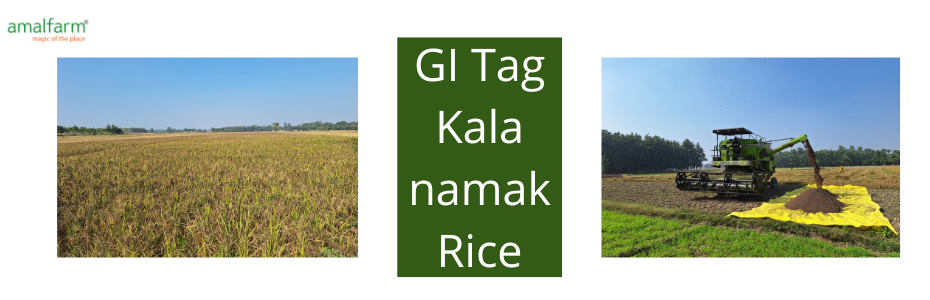 Amalfarm Kalanamak Rice – premium GI-tagged aromatic heritage rice