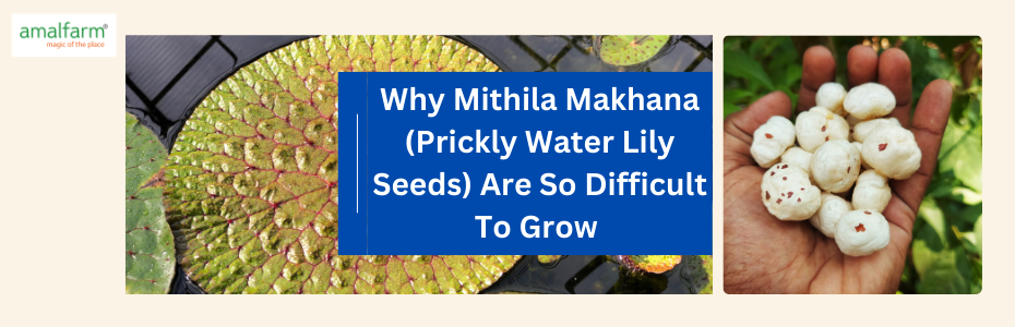 Banner highlighting Amalfarm Mithila Makhana – premium and hard-to-find fox nuts
