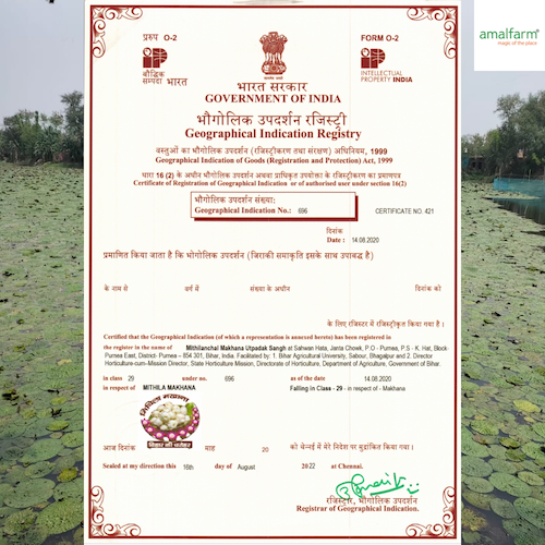 Amalfarm Phool Makhana – GI-tagged premium quality fox nuts