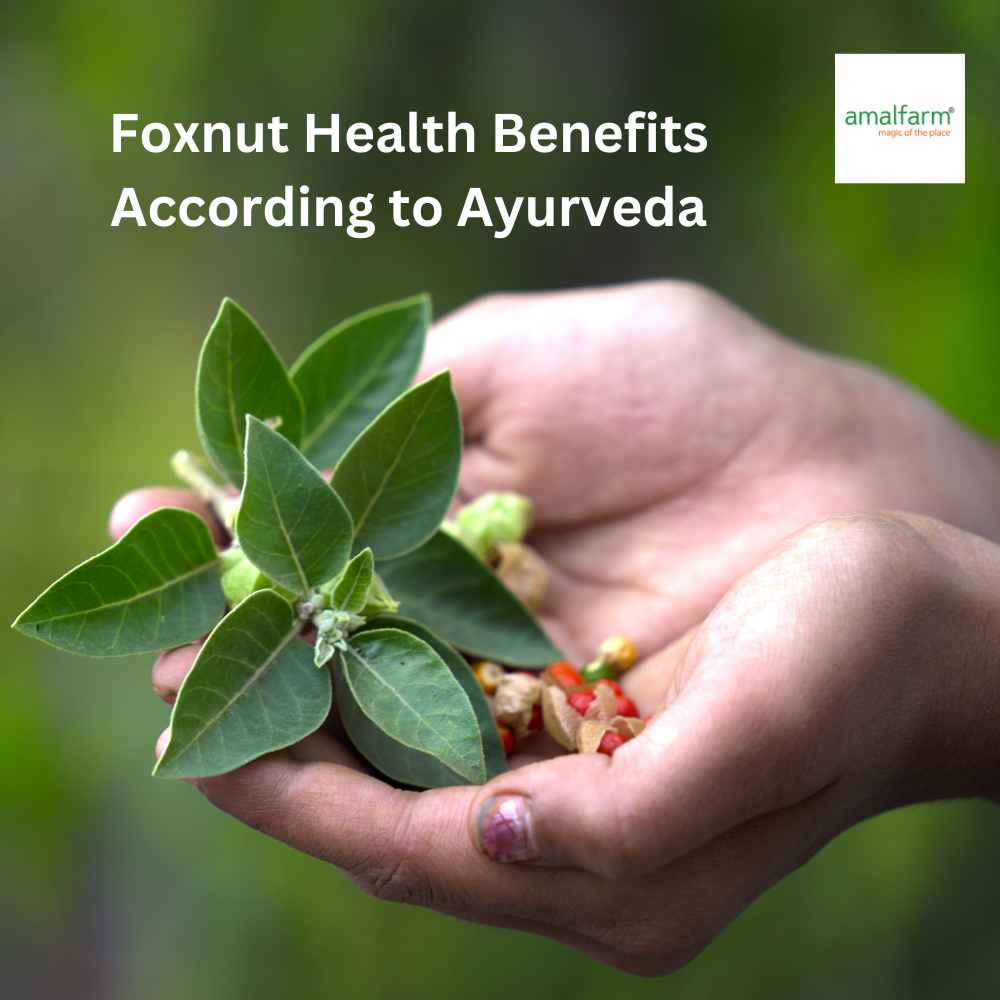 Health benefits of Amalfarm Phool Makhana – nutritious and antioxidant-rich snack