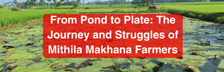 The Journey and Struggles of Mithila Makhana Farmers