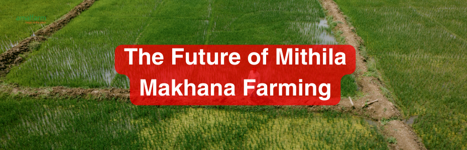 The Future of Mithila Makhana Farming