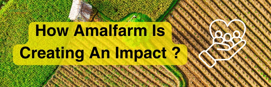 How Amalfarm is Creating an Impact