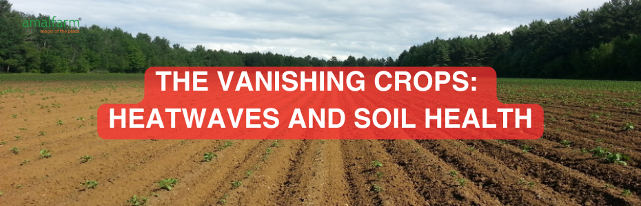 The Vanishing Crops: Heatwaves and Soil Health