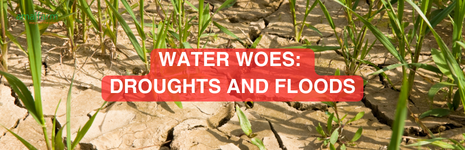 Water Woes: Droughts and Floods