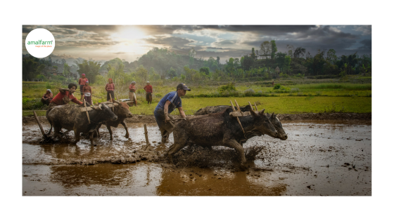 7 Powerful Ways to Support Small Farmers Without Leaving Your City