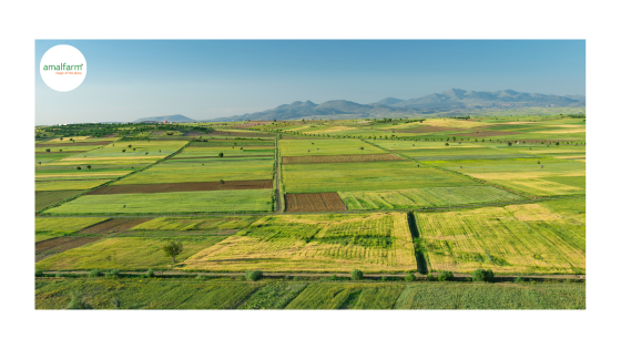 Sustainable Farming Practices for Low-Glycemic Rice– Highlight Eco-Friendly Methods In Cultivation