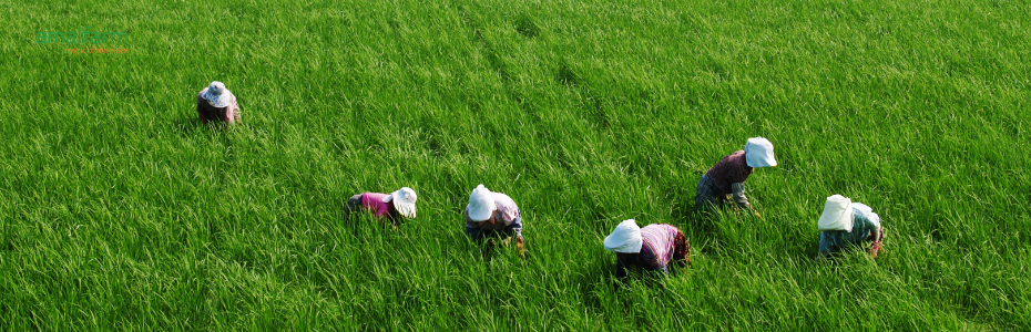 Empowering Farmers with Sustainable Techniques