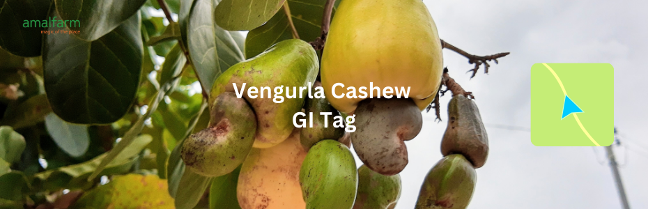 Magic of The Place— Brought To You By Amalfarm