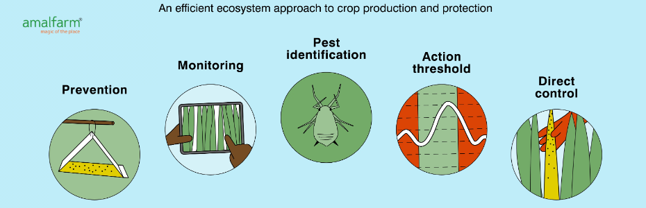 Pest Control Without Harmful Pesticides
