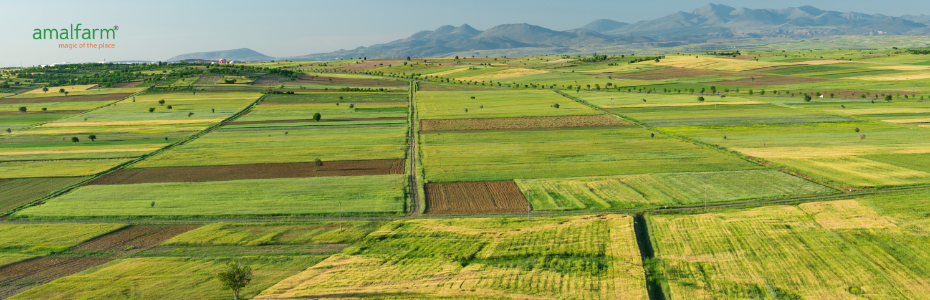 Sustainable Farming Practices for Low-Glycemic Rice– Highlight Eco-Friendly Methods In Cultivation