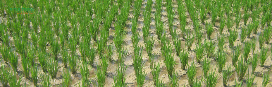 Water-Saving Techniques: The Power of SRI