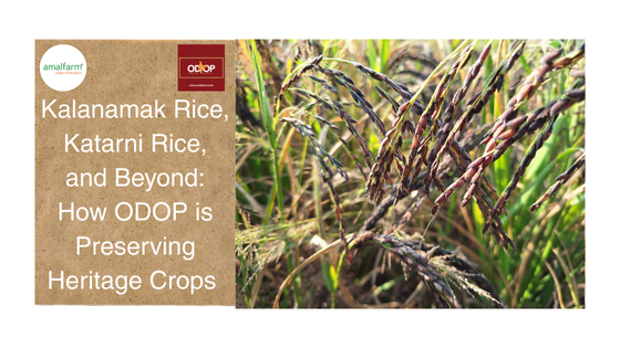 Kalanamak Rice, Katarni Rice, and Beyond: How ODOP is Preserving Heritage Crops