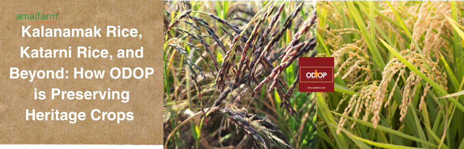 Kalanamak Rice, Katarni Rice, and Beyond: How ODOP is Preserving Heritage Crops