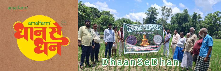 Amalfarm-From-Paddy-to-Prosperity