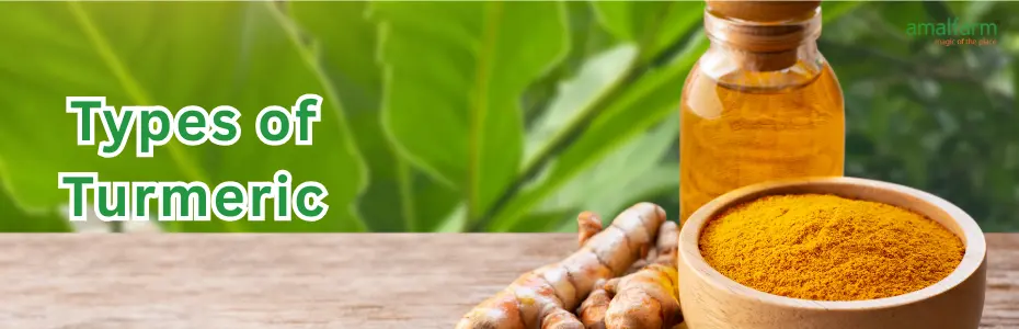 types of turmeric